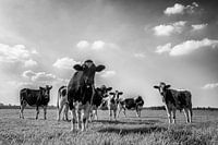 Group of cows in a meadow in black and white