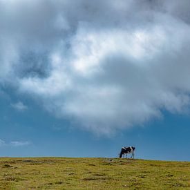 Einsame Kuh auf einer Almwiese, Nockberge, Kärnten - Kärnten, Österreich von Rene van der Meer