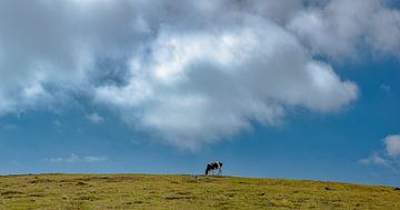 Vache solitaire sur un alpage, Nockberge, Carinthie - Carinthie, Autriche sur Rene van der Meer