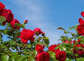 Rosen von Michael Schuppich