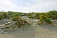 dune