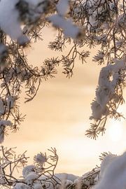 Winterse stilte tussen de takken