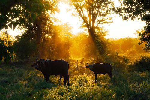 Golden Hour by FotovandeGraaff Wildlife fotografie Afrika