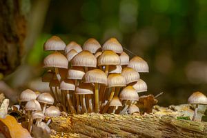 Paddenstoelen op een boomstam in een loofbos in de herfst