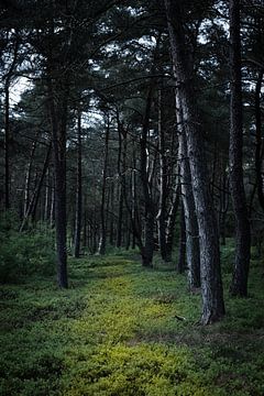 Donker bos van Erik van Rosmalen