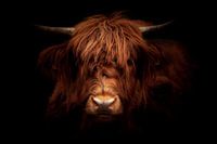 bad hair day