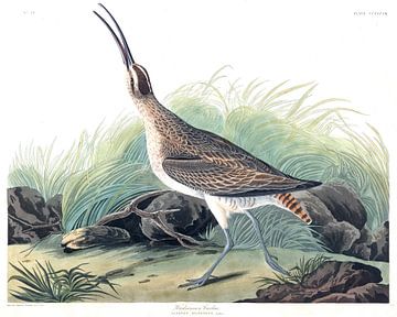 Hudsonian Curlew