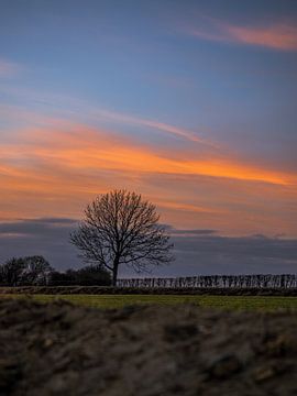 Eenzame boom bij een brande lucht van Tommy de Wever