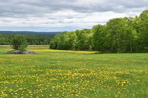 Een paardenbloemveld in het voorjaar