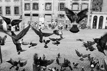 Pigeons - photographie de rue en noir et blanc sur Ellis Peeters