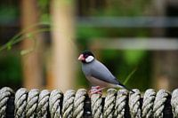Reisknacker (Lonchura oryzivora) sitzt auf einem Seil.