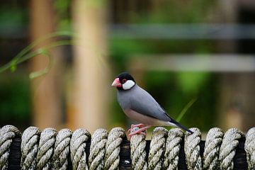 Le Ricebird (Lonchura oryzivora) est assis sur une corde. sur Sharon Steen Redeker