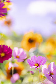 Kleurrijke bloemen 1