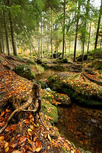 Forêt d'automne romantique avec un petit ruisseau sur Holger W. Spieker