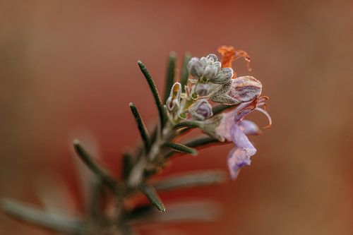 Fleur de romarin