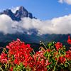 Alpen, bergtoppen en geraniums | Oostenrijk, Zwitserland, Italie van Sjaak den Breeje