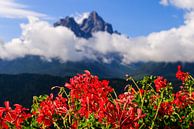 Alpen, bergtoppen en geraniums | Oostenrijk, Zwitserland, Italie van Sjaak den Breeje thumbnail