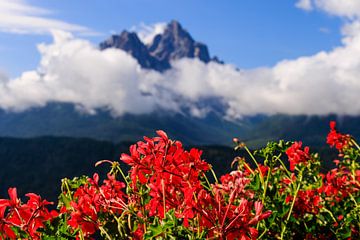 Alps, mountain peaks and geraniums | Austria, Switzerland, Italy by Sjaak den Breeje