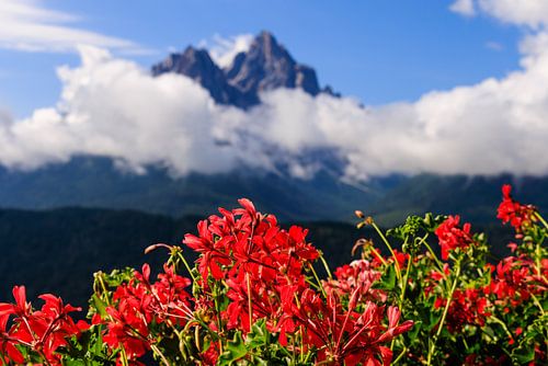 Alpen, bergtoppen en geraniums | Oostenrijk, Zwitserland, Italie