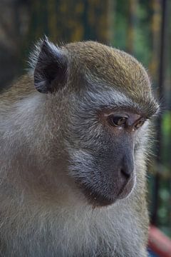 Java monkey by Timo van Bouwhorst