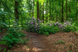 Stunning natural scenery by Alexander van der Molen