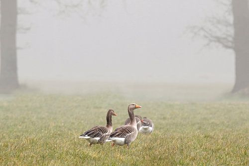 ganzen in de mist