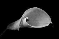 Calla