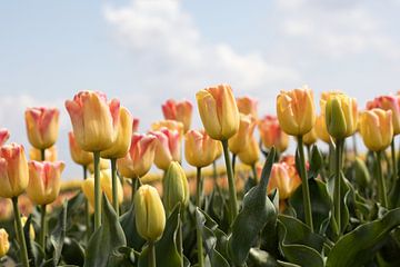 rosa-gelbe Tulpen in einem Tulpenfeld von W J Kok