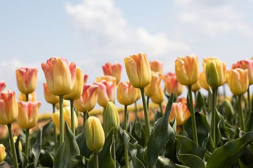 roze gele tulpen in een tulpenveld