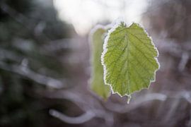 mature leaf by Mariska Nauta