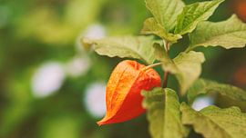 Physalis Pflanzen mit Früchten