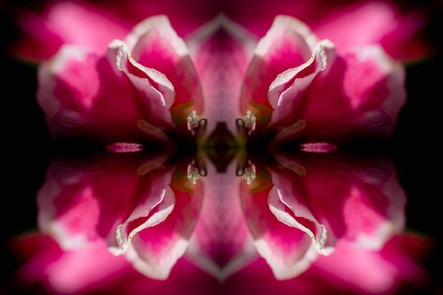 Whispering Bloom by FotoGraaGHanneke