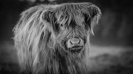 Schottischer Highlander