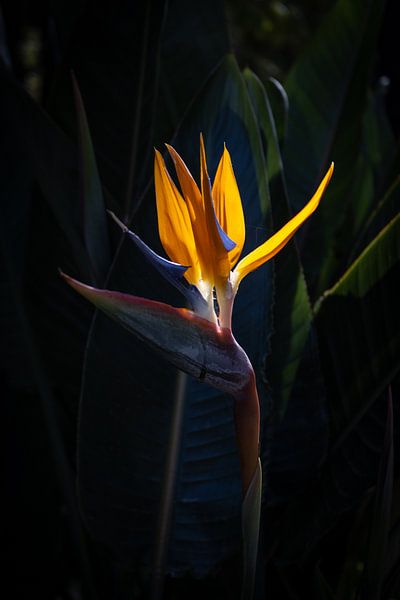 Fleur d'oiseau de paradis Strelizia par Clazien Boot