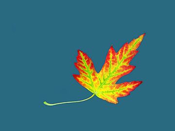 Lucky Leaf by Caroline Lichthart
