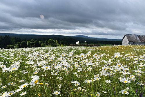 Een veld met madeliefjes in de zomer