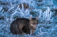 Katze von Stephan Zaun Miniaturansicht