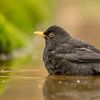 Blackbird in the water by Tanja van Beuningen