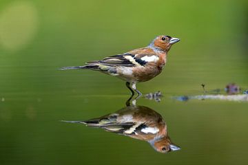 Finch, reflection by Apple Brenner