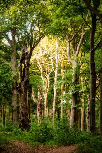 De zon komt op in natuurgebied Bikbergen bij Huizen