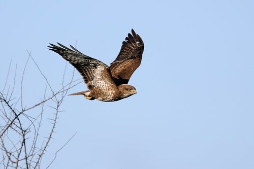 Mäusebussard ( Buteo buteo ), typischer Greifvogel im Flug gegen blauen Himmel