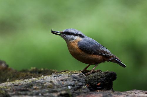 Boomklever in het groen