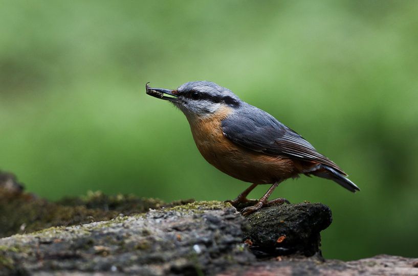 Nuthatch in greenery by Anne-Fleur van Viersen-van Marle