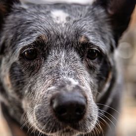 Antizipation in den Augen: die Perspektive eines Hundes von Melvin Meijer