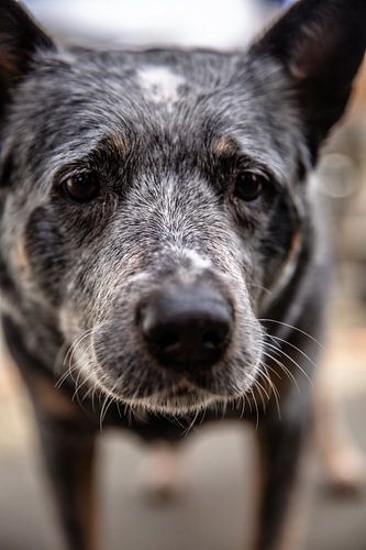 Anticipatie in de ogen: het perspectief van een hond