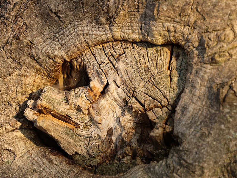 tree trunk by Marieke Funke