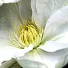 Clematis in bloom sur hetty'sfotografie