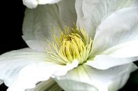 Clematis in bloom