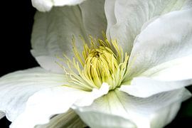 Blühende Clematis von hetty'sfotografie