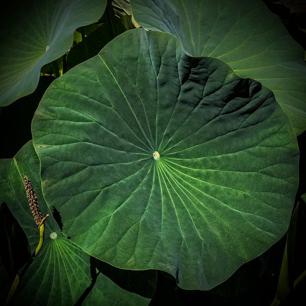 Leave of a Lotus flower van Esther Swaager